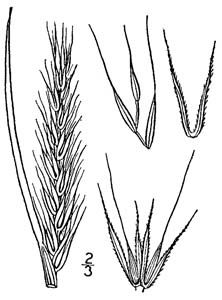 Virginia Wild Rye /
Elymus virginicus